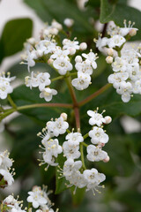 fleurs blanches sur arbuste d'arbre en fleur au printemps