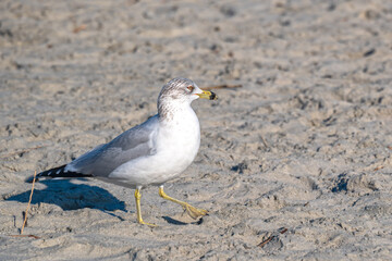 A Ring-Billed Gull, a common sight at beaches in North America, looking for food along a seashore.