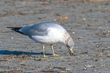 A Ring-Billed Gull, one of the most widespread gulls in North America, forages for food on an Atlantic beach