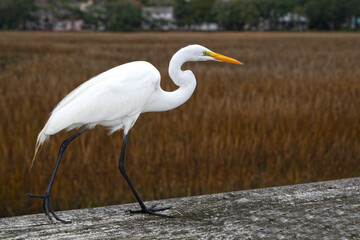 Great Egret, part of the Heron family, walking on a pier railing, with tidal marsh in the background.