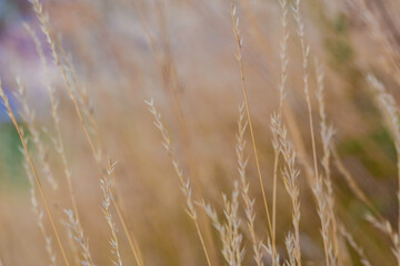 Fototapeta premium blé dans les champs sous la chaleur de l'été