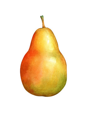 Watercolor illustation of a ripe yellow pear