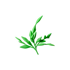 Fototapeta premium plant isolated on white background