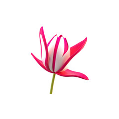 Fototapeta premium pink lotus isolated on white