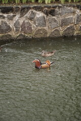 ducks in the river