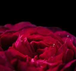 art abstract background of stunning deep red-purple rose . extreme  macro