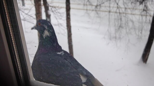 Close-up of pigeon on windowsill eating food on snowy winter evening. Bird Day. Wildlife.