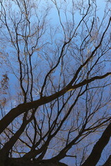 tree branches, abstract drawing, silhouettes, light and shadow, sunny day, background, background for a postcard, pastel sky, spring dreams, compositing, fairy tale plot