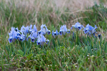 Wild irises blooming in spring - selective focus, copy space