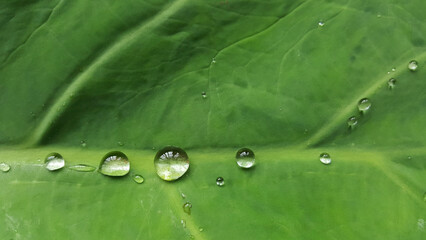 Gotas brilhantes na superfície da folha verde da planta taioba.