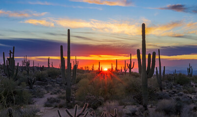 Setting Sun With Sunrays & Cactus in the Arizona Desert