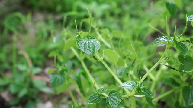 Peperomia pellucida in the garden