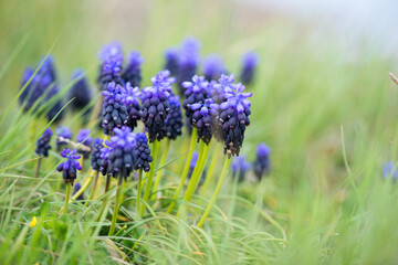 Wild irises blooming in spring - selective focus, copy space