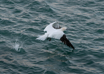 Fou de Bassan en Bretagne - France