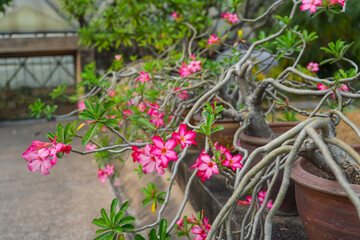 Pink adenium flower, beautiful flower Adenium flowers are blooming beautifully.