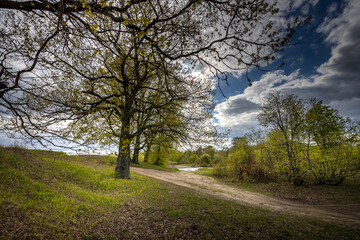 Fototapeta na wymiar spring landscape with trees with young greenery against a blue sky with clouds. dirt road in the foreground