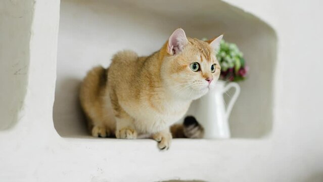 Funny Scottish Fold cat with beautiful big eyes. Beloved kitten playing in the natural atmosphere of home. 