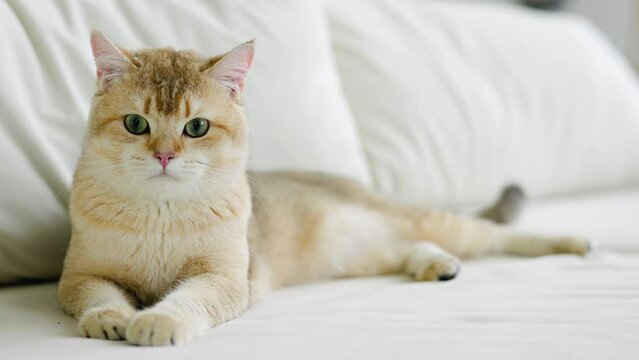 Funny Scottish Fold cat with beautiful big eyes. Beloved kitten playing in the natural atmosphere of home. 