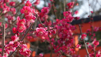 京都の梅林