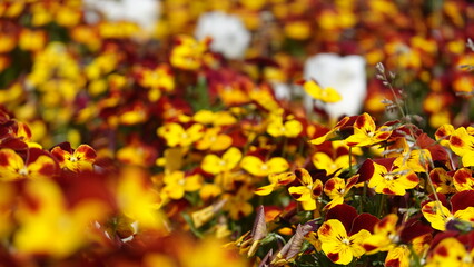 春の花畑