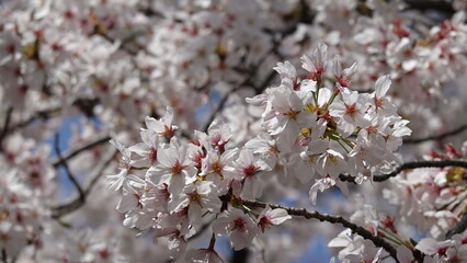 大阪の桜並木