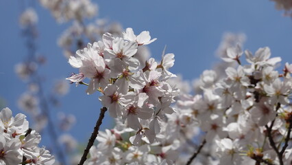 大阪の桜並木