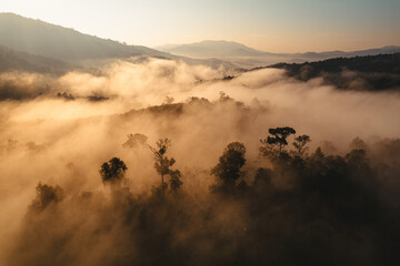 Morning fog in the forest before spring