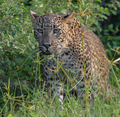 Close up face of a Leopard cub among the grass stalking prey, being in stealth mode walking slowly; Leopard cub from Yala National Park Sri Lanka