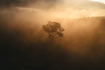 Morning fog in the forest before spring