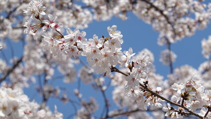 大阪の桜並木