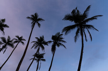 Coconut Tree Hill Mirissa Sri Lanka at Sunrise 