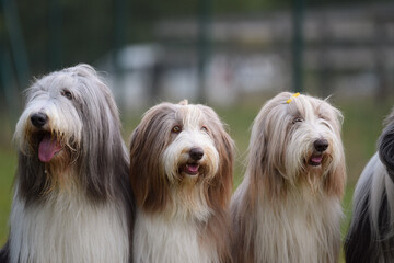 Group of bearded collies is sitting in nature. Family time, same breed, summer day.	
