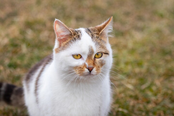 White spotted cat in the garden on a background of grass
