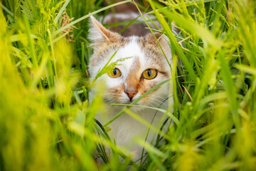 A white spotted cat is hiding in the tall grass
