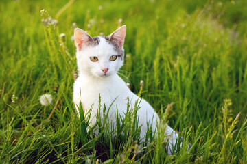 A white spotted cat sits in the garden in the green grass