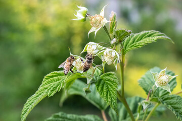 Raspberry branches with flowers and a bee collecting nectar from flowers - obrazy, fototapety, plakaty