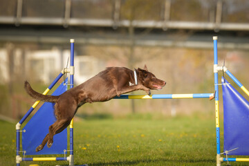 Dog is jumping over the hurdles. Amazing day on czech agility privat training