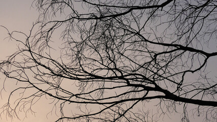Zigzag branches of skeleton tree