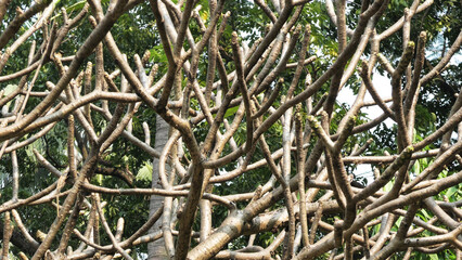 Zigzag branches of skeleton tree