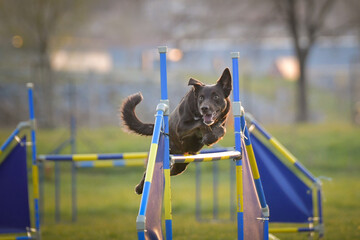 Dog is jumping over the hurdles. Amazing day on czech agility privat training