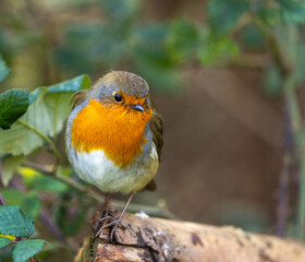 Robin, erithacus rubecula