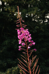 Pink Fireweed in bloom alongside a hiking trail running through Burrs Country Park in Bury, England.