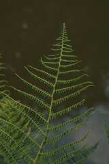 A fern leaf overhanging a river meandering through Burrs Country Park in Bury, England.