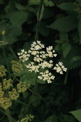 White Cow Parsley in bloom alongside a hiking trail running through Burrs Country Park in Bury, England.