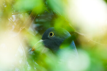 A pigeon sits on its nest in the bush. Breeding time for birds.
