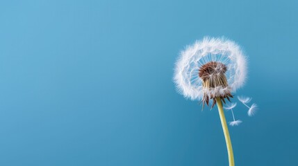Close-up of a dandelion clock against a blue background with ample negative space for copy.