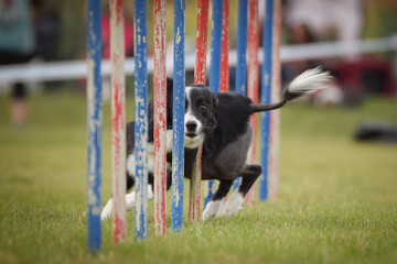 Dog is running slalom on his agility training on agility summer camp czech agility slalom.