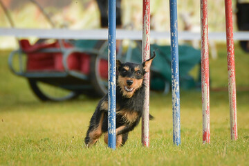 Dog is running slalom on czech agility competition slalom. Dogs love it