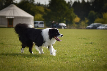 Fototapeta premium Dog is running in agility. Amazing evening, Hurdle having private agility training for a sports competition