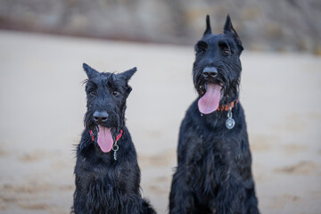 Two Giant Schnauzer Black Dogs Sitting On The Beach on the Sand Portrait Puppy And Adult Dog